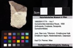 Foto (Objket + Etiketten) von Goniodromites polyodon (Reuss, 1858) 